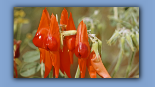 1993_NT_D05-13-39_Sturt's Desert Pea (Clianthus formosus).jpg